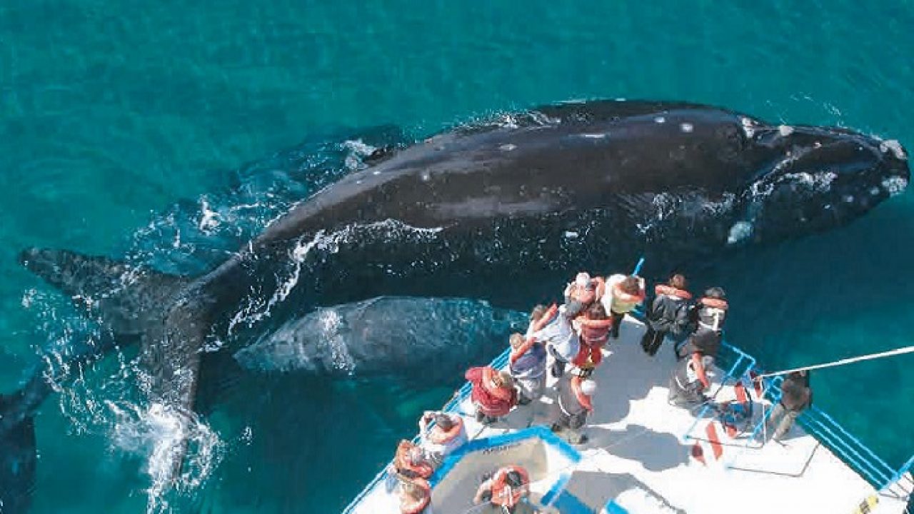Cuantas Personas Entran En Una Ballena